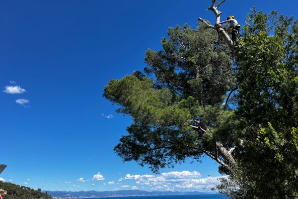 Tree climbing 6